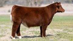 TAG 3620 STEER