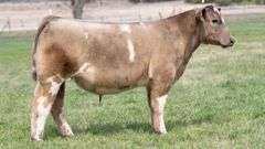 TAG 3468 STEER