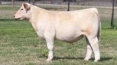 TAG 3608 STEER