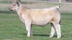 TAG 3631 STEER