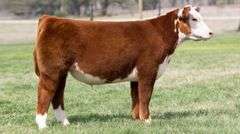 TAG 3625 STEER