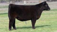 TAG 3599 HEIFER
