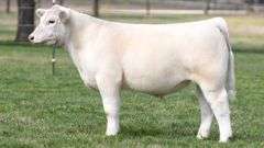 TAG 3610 STEER