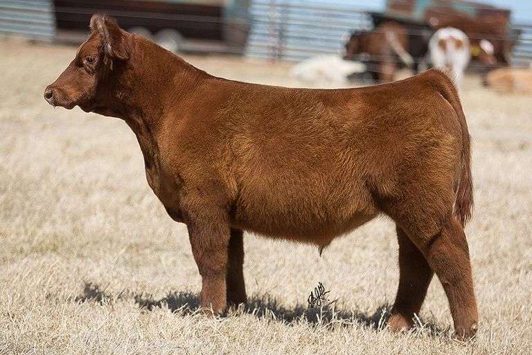 TAG 214 STEER