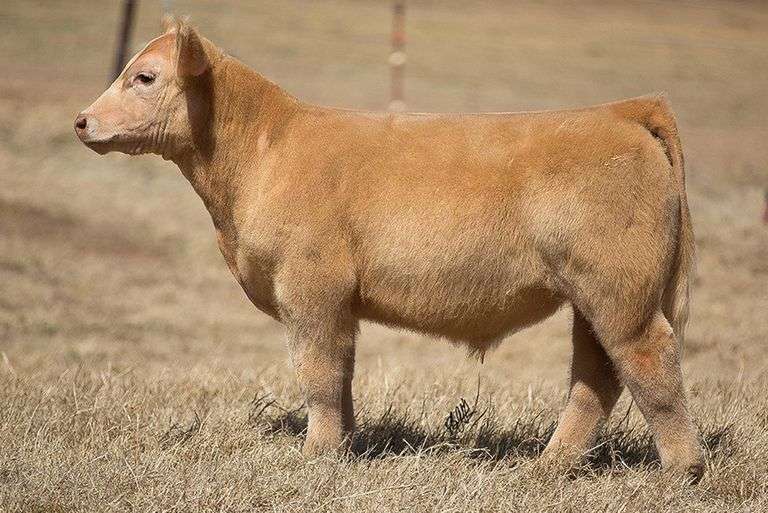 TAG 193 STEER