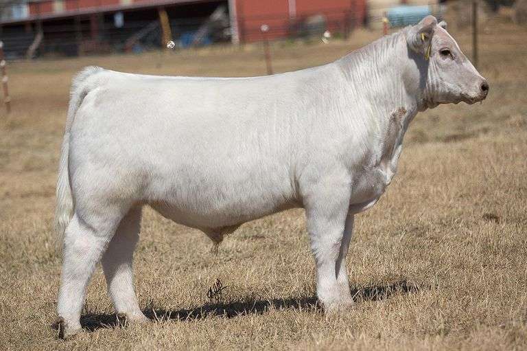 TAG 73 STEER
