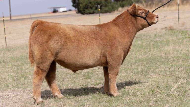 TAG 21 STEER