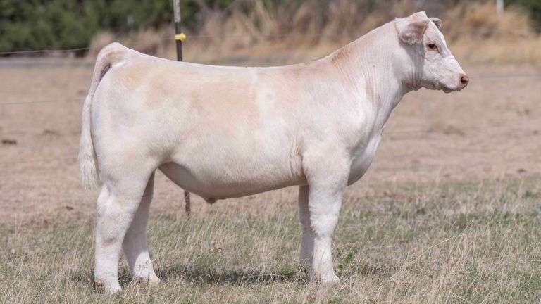 TAG 19 STEER