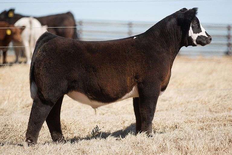 TAG 237 STEER