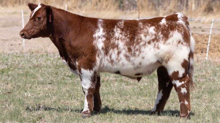 TAG 9 STEER