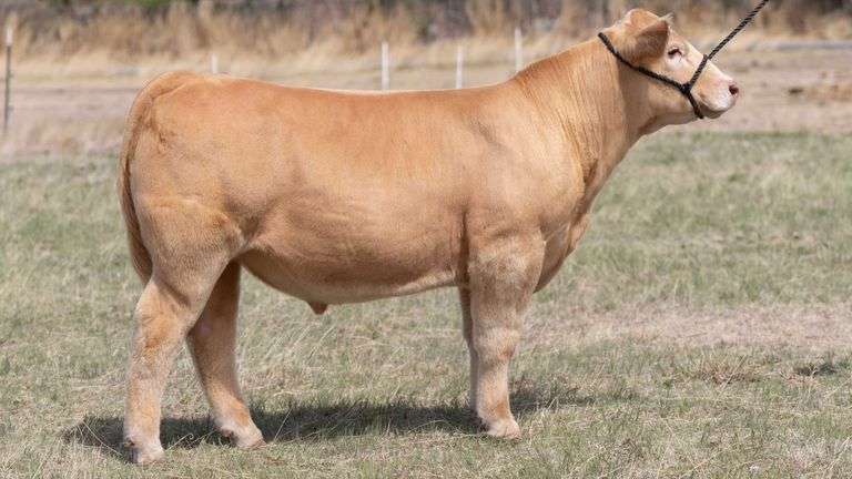 TAG 18 STEER