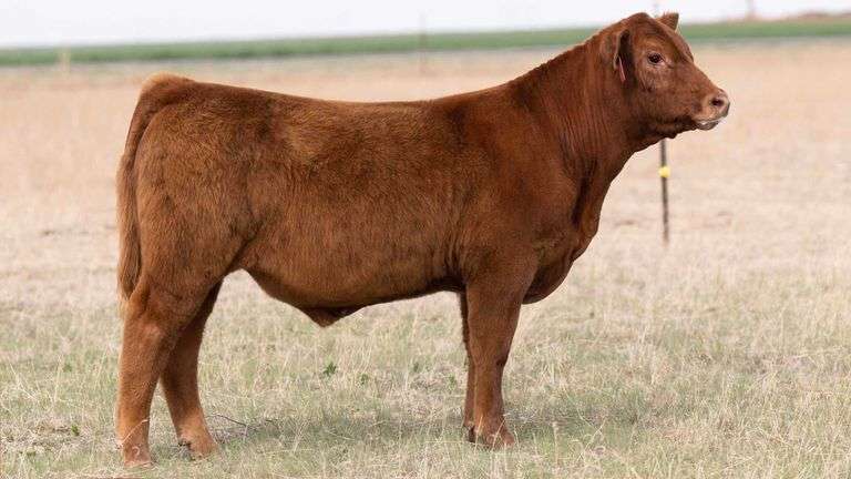 TAG 12 STEER