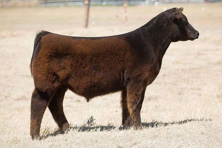 TAG 371 STEER