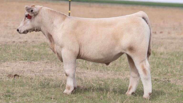 TAG 17 STEER