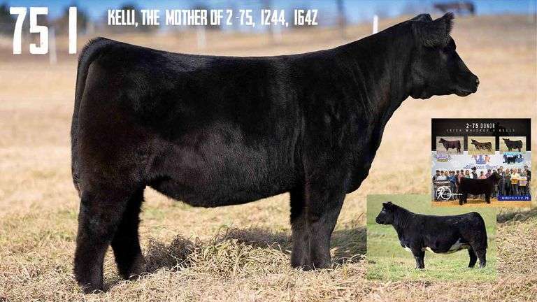 75-1 X IW A EMBRYOS