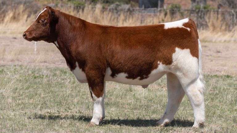 TAG 23 STEER