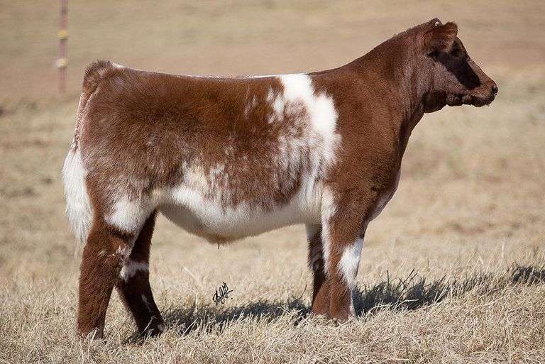 TAG 241 STEER