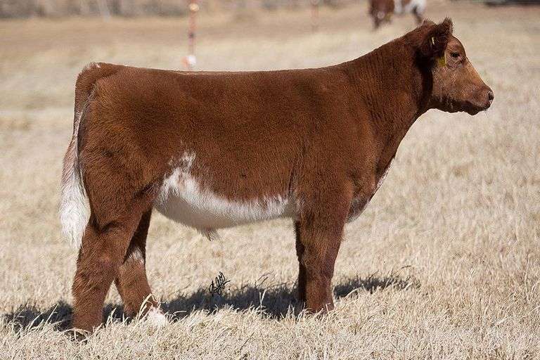 TAG 188 STEER