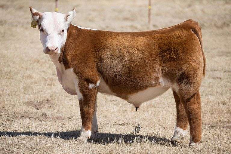 TAG 134 BULL/STEER