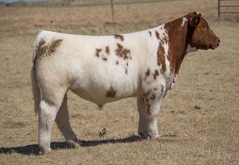 TAG 45 STEER