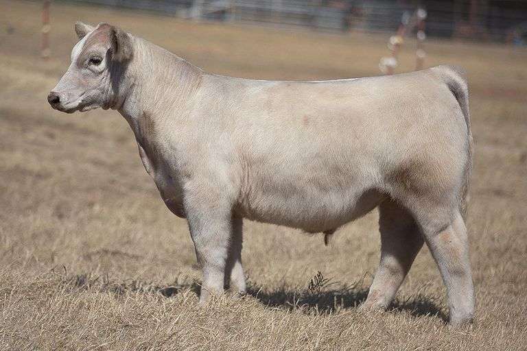 TAG 207 STEER