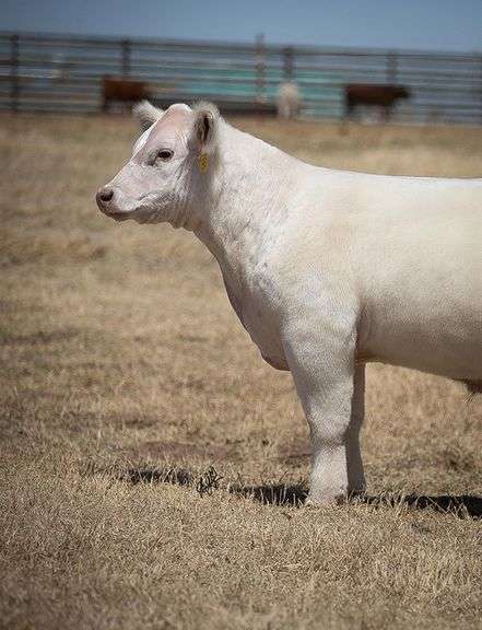TAG 149 STEER