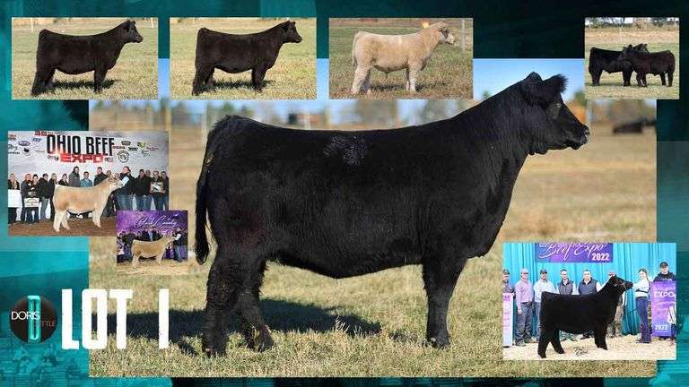 LOT 1 X MEMPHIS MAFIA EMBRYOS