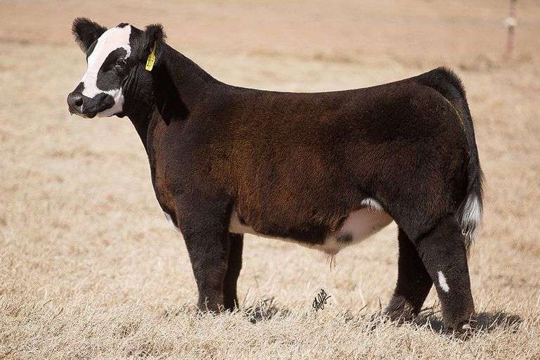 TAG 237 STEER