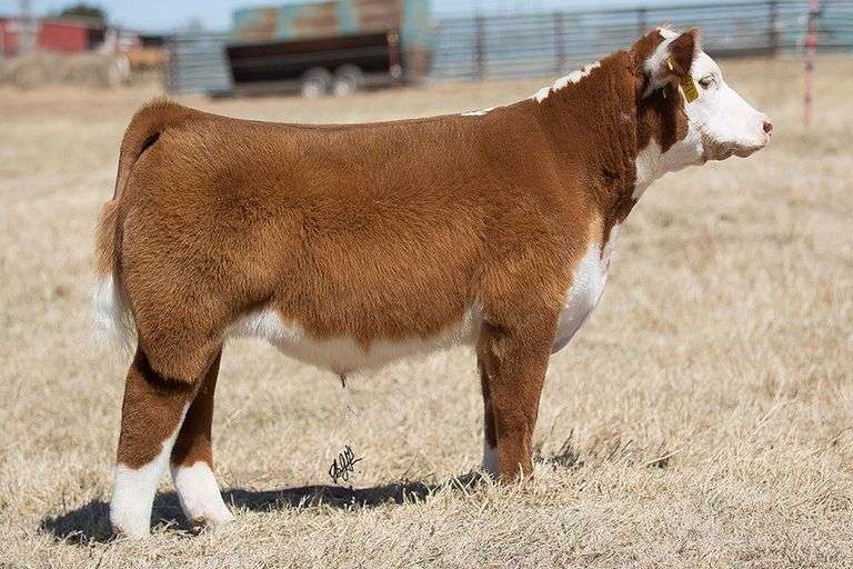 TAG 359 STEER