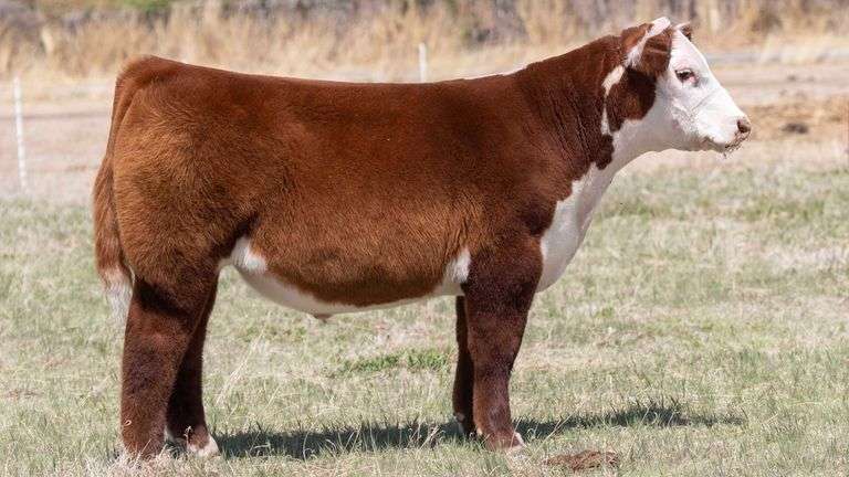 TAG 20 STEER