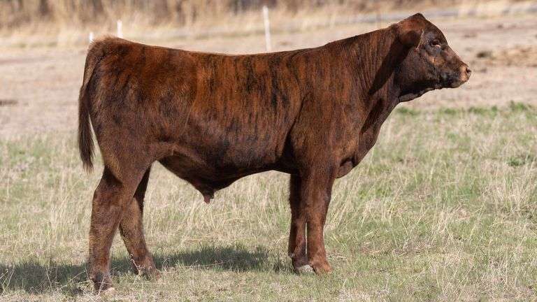 TAG 14 STEER