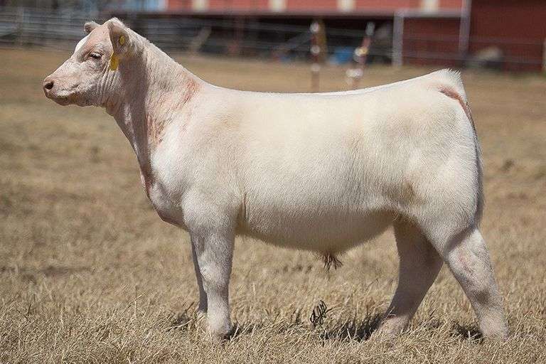 TAG 329 BULL/STEER