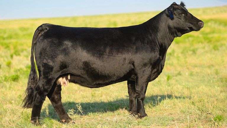 NEXT LEVEL X MISS GENESIS EMBRYOS