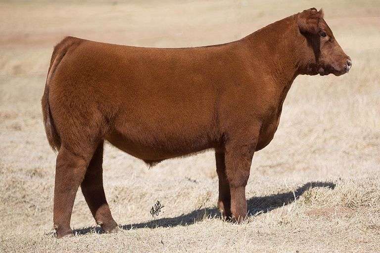 TAG 221 STEER