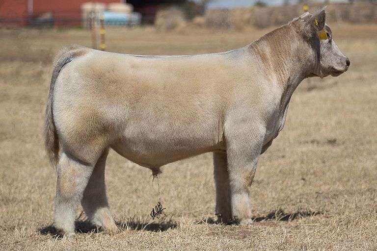 TAG 7 BULL/STEER