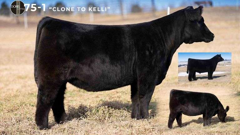 75-1 X IW B EMBRYOS