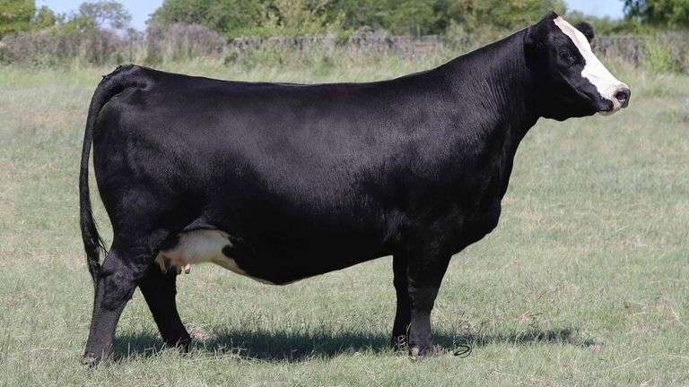 RELENTLESS X BARB ROSE EMBRYOS