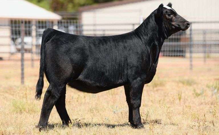 QUANTUM LEAP X HALLIE EMBRYOS