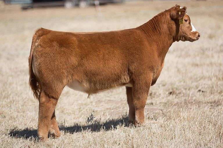 TAG 204 STEER