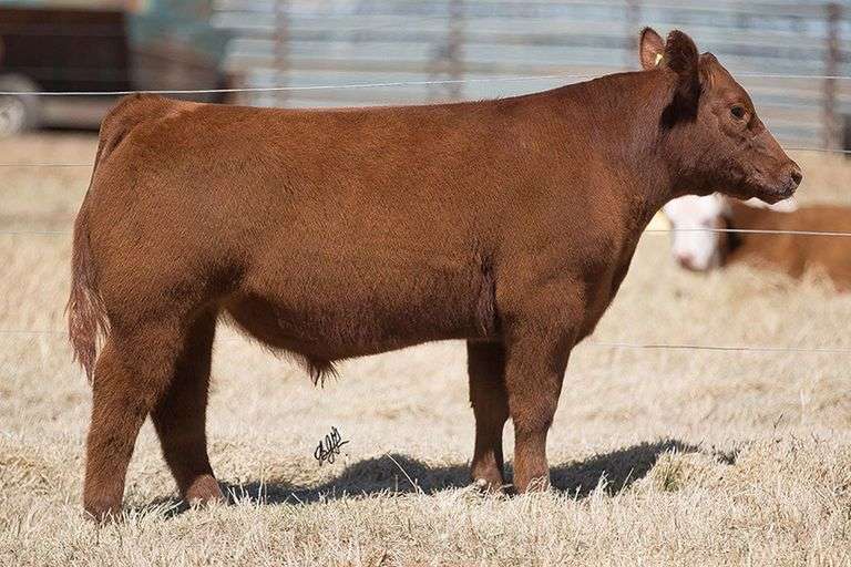 TAG 297 STEER