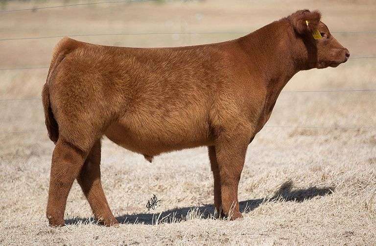 TAG 197 STEER