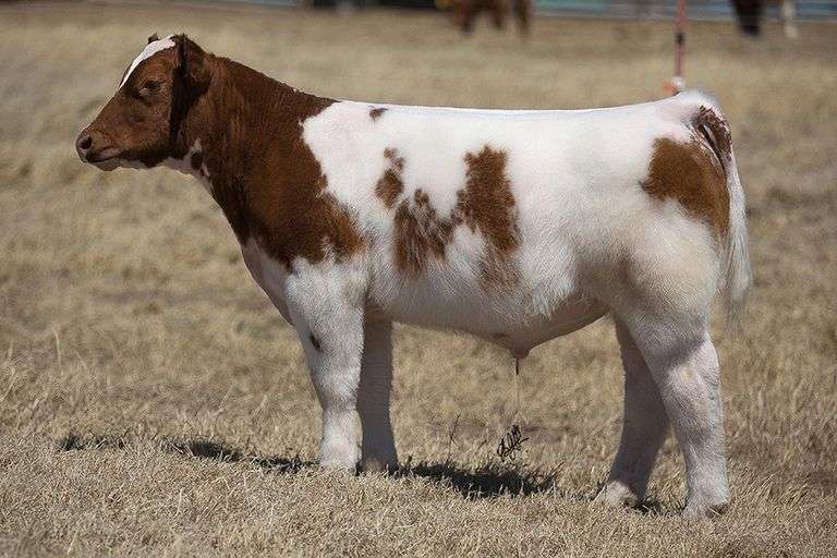 TAG 99 STEER
