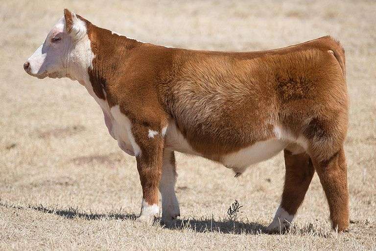 TAG 134 BULL/STEER