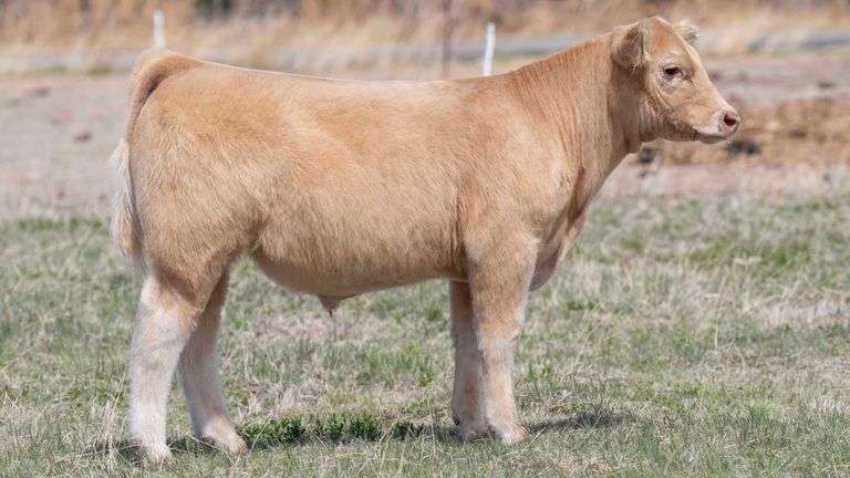 TAG 24 STEER