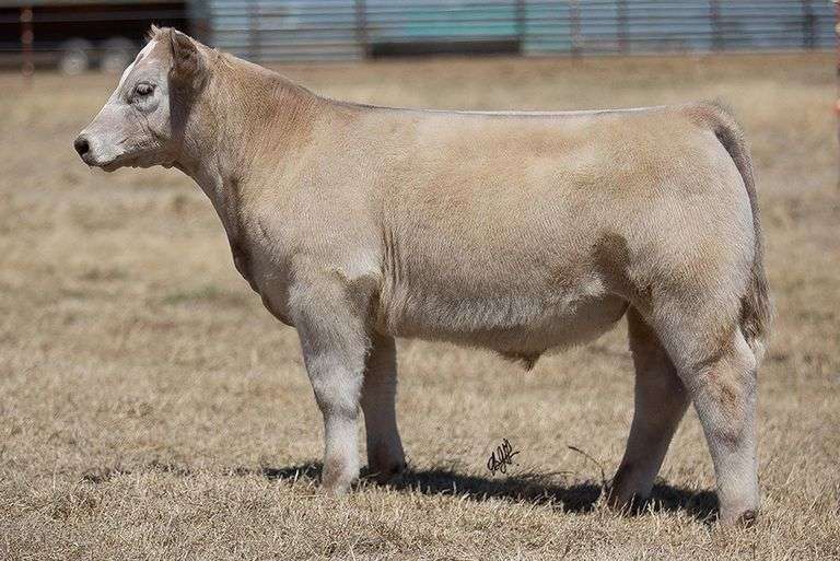 TAG 191 STEER