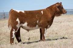 TAG 112 STEER