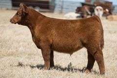 TAG 214 STEER