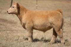 TAG 193 STEER