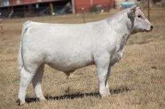 TAG 73 STEER