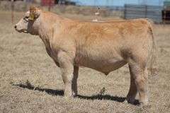 TAG 298 STEER